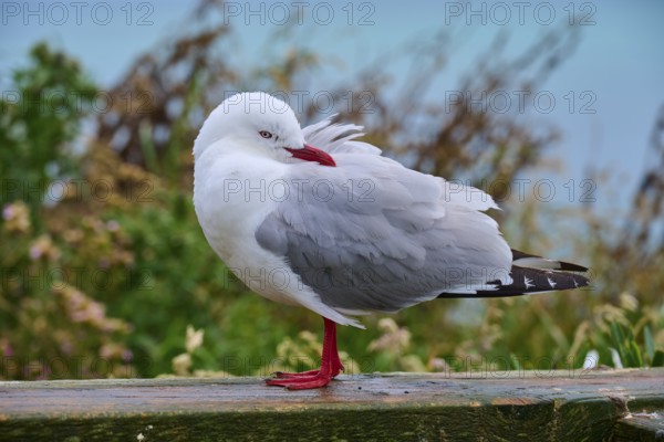 Red-billed gull (Chroicocephalus scopulinus) standing on wooden railing in natural surroundings, Taiaroa Head, Harington Point, Dunedin, Otago, South Island, New Zealand