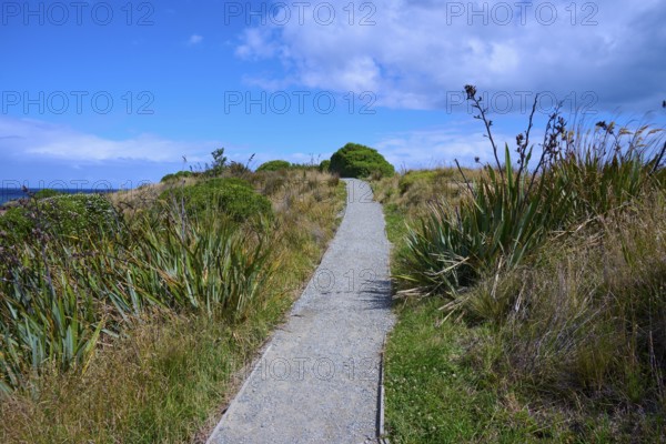 Narrow trail through green vegetation under a blue sky with clouds, Shag Point Lookout, Shag Point, Palmerston, Otago, South Island, New Zealand