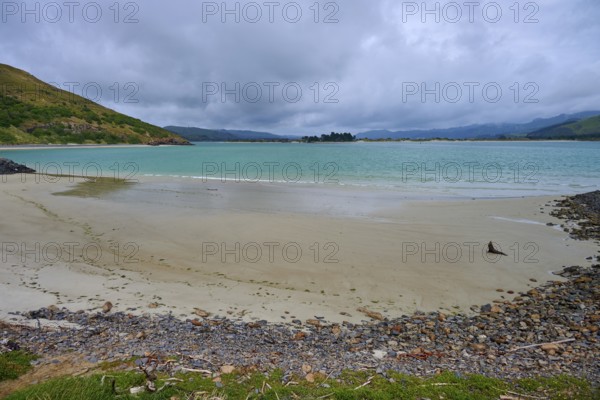 A beach with a New Zealand fur seal (Arctocephalus forsteri), and views of the turquoise sea under cloudy skies and rocky shores, Taiaroa Head, Harington Point, Dunedin, Otago, South Island, New Zealand