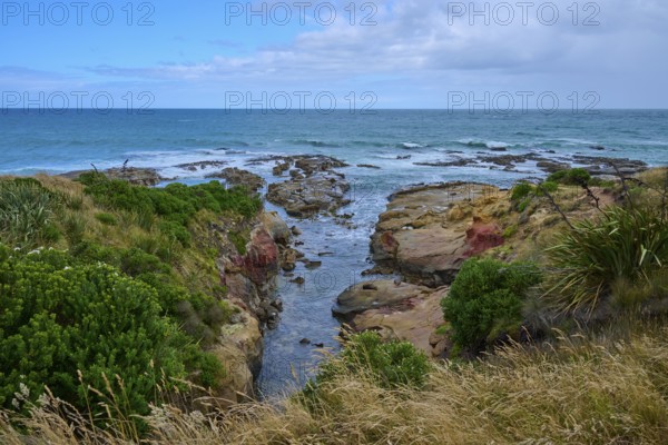 Rock formations with lush vegetation on the coast under blue sky, Shag Point Lookout, Shag Point, Palmerston, Otago, South Island, New Zealand