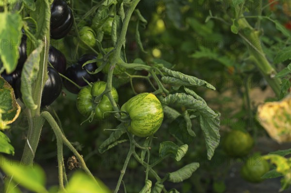 Green and black tomatoes, organic farming, Austria