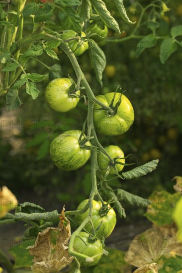 Green tomatoes, organic farming, Austria