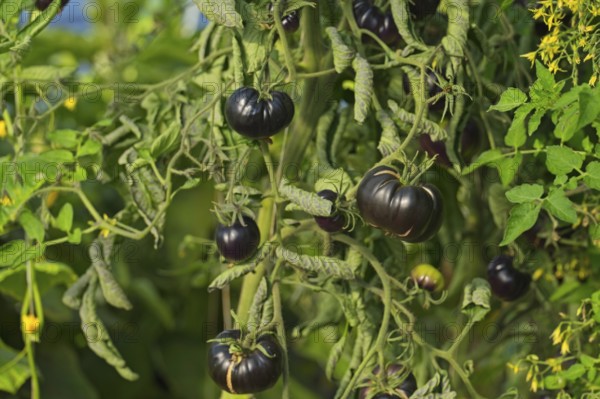 Black Tomatoes, Black Beauty, organic farming, Austria