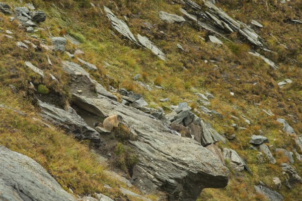 Groundhog in alpine high mountain landscape near the Grossglockner, Carinthia, Austria