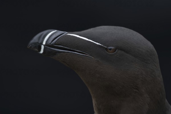 Tordalk (Alca torda) portrait photo of the head, Grimsey Island, Iceland