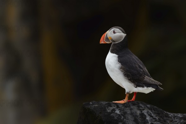 Puffin (Fratercula arctica) stands on a rocky cliff against a dark background, Grimsey Island, Iceland