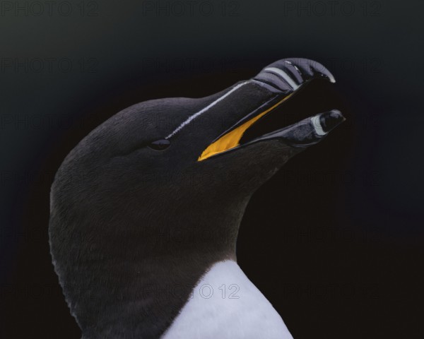 Tordalk (Alca torda) portrait photo with visible bright yellow scabula cavity, Grimsey Island, Iceland
