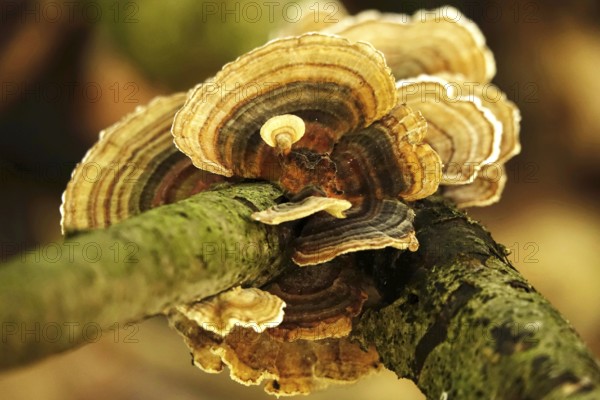 Autumn time in the forest, October, mushrooms, Germany