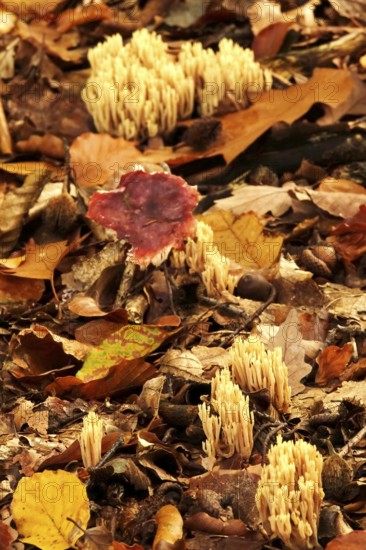 Autumn time in the forest, October, mushrooms, Germany