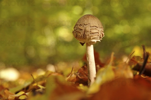 Autumn time in the forest, October, Pilz, Germany