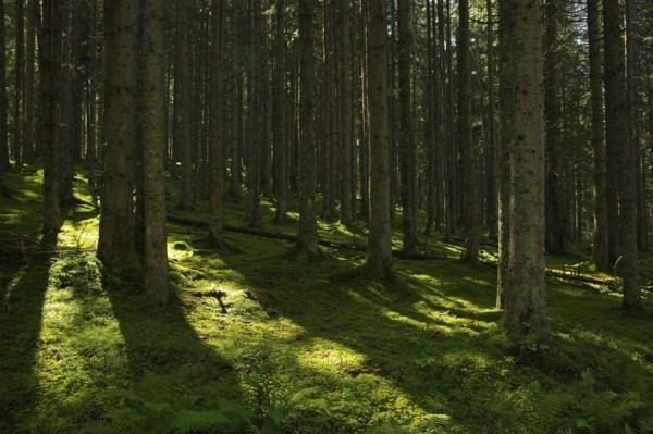 Dense beautiful alpine forest, Embach, Austria