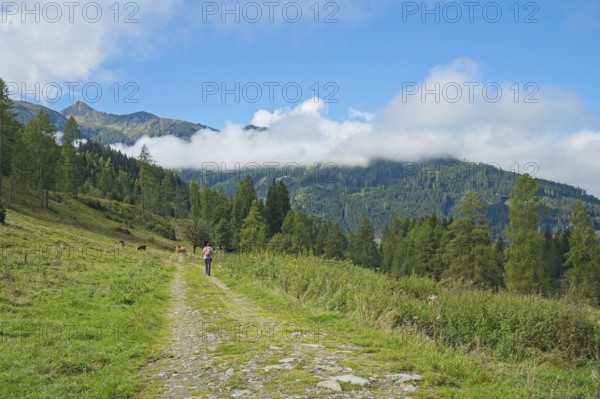 Hiking trail through alpine landscape near Embach, Embach, Austria