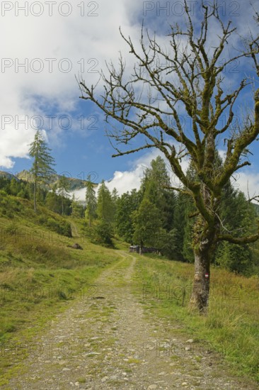 Hiking trail through alpine landscape near Embach, Embach, Austria