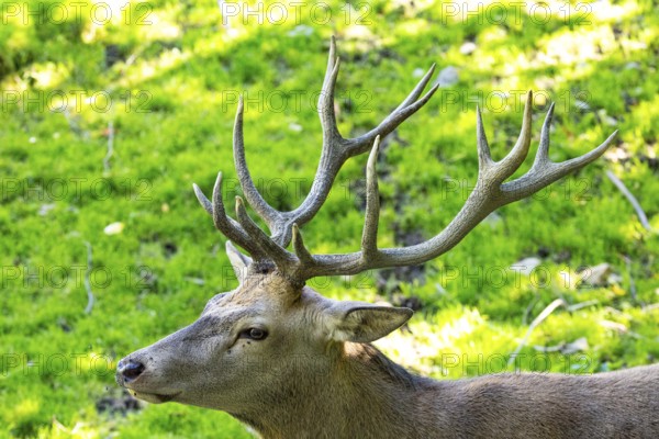 Red deer (Cervus elaphus) captive Germany