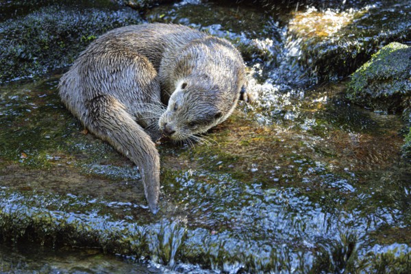 Otter (Lutra lutra) captive Germany#