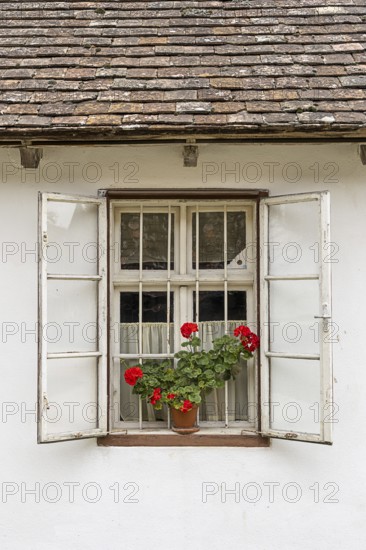 Single window with open shops and red geraniums in front of it, Weinviertel Lower Austria Austria