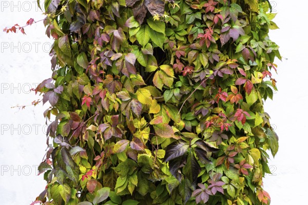 Autumn-colored leaves and tendrils on a house wall, Weinviertel Lower Austria