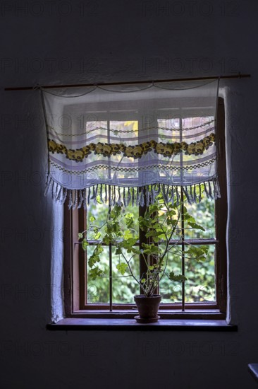 Window with floral pattern curtain and potted houseplant in low light, Weinviertel Lower Austria Austria