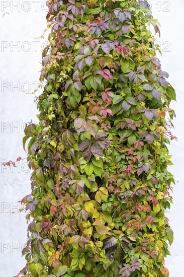 Different coloured autumn leaves of a climbing plant on a wall, Weinviertel Lower Austria Austria