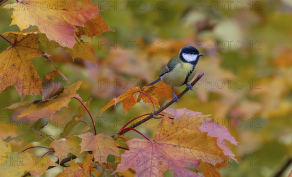 Great tit, (Parus major), autumn leaves, Pinzgau