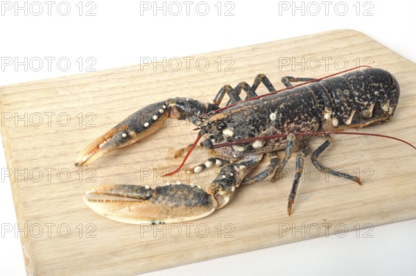 Breton Lobster alive on a cutting board