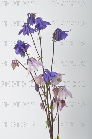 Columbines on a white background