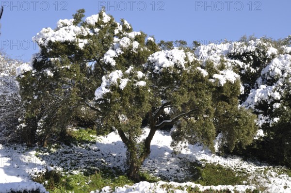Tree under the snow in Brittany