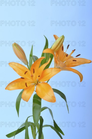 Studio shot of orange lily, Orange lilies with buds and leaves against a blue background, creating a vibrant floral display