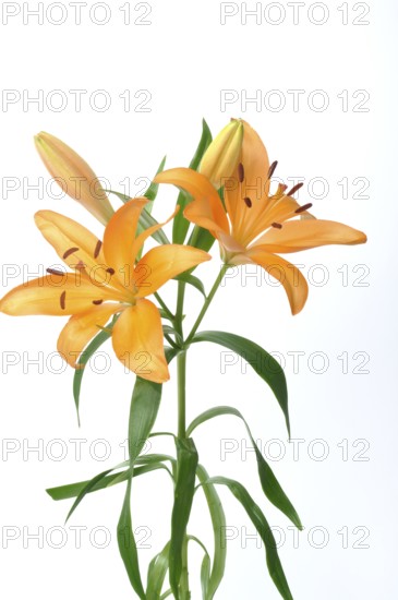 Studio shot of orange lily, Orange lilies with green leaves on a white background creating a fresh and elegant look