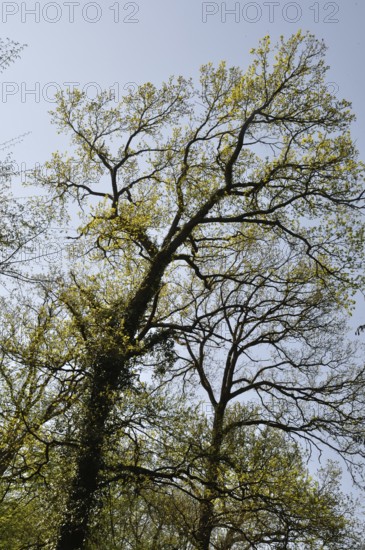 Tall trees with budding leaves against a clear blue sky, evoking a sense of spring and natural beauty. The Communal forest of Saint-Pierre-Les-Elbeuf, in Normandy, France