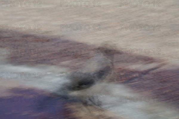 Abstract of a hooded crow on the ground captured using ICM intentional camera movement technique, Helsinki, Finland