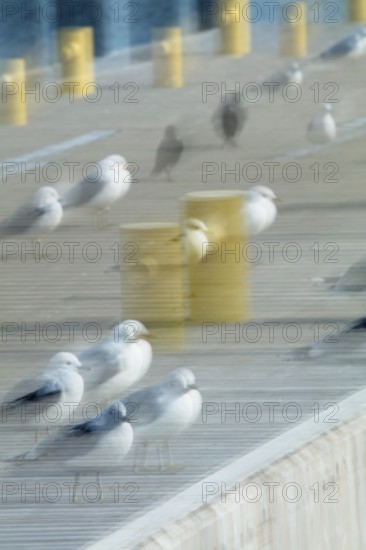Abstract common gulls standing on a pier captured using ICM intentional camera movement technique, Helsinki, Finland