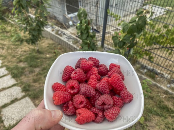 Fresh raspberry harvest from the garden in a white bowl, Hobbyzone-alpha, Haan, North Rhine-Westphalia, Germany