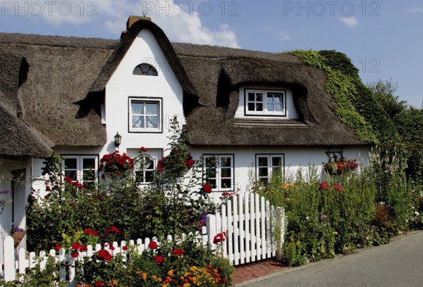 House with thatched roof and front garden, Amrum Island, Schleswig-Holstein, Germany