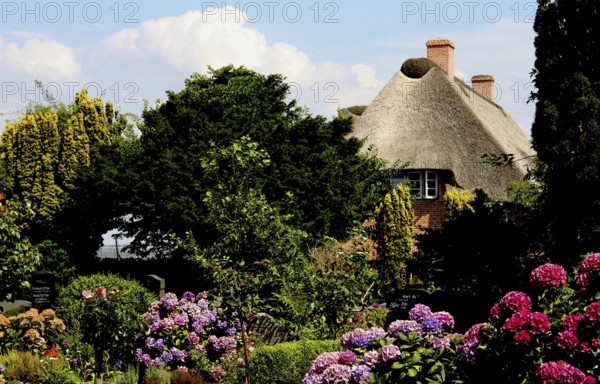 House with thatched roof in a blooming garden, Amrum, Schleswig-Holstein