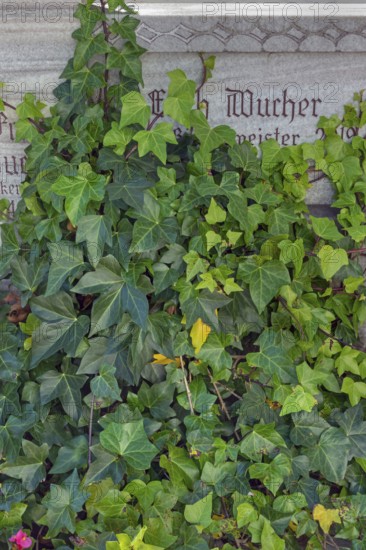 Tombstone with ivy (Hedera helix), in Maria-Thann, Allgäu, Swabia, Bavaria, Germany