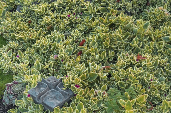 Sedum, family of thick-leaf plants (Crassulaceae), Allgäu, Swabia, Bavaria, Germany