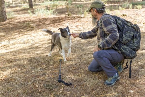 Man and his dog hiking through sunlit pine forest, sharing companionship and adventure on a sunny trail of dry grass and leaves