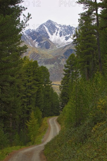 A trail winds through the forest in Langtaufers towards a snow-covered mountain peak in South Tyrol