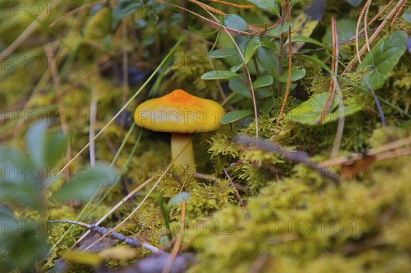 A yellow snail (Hygrophorus) grows in the South Tyrolean forests in Italy