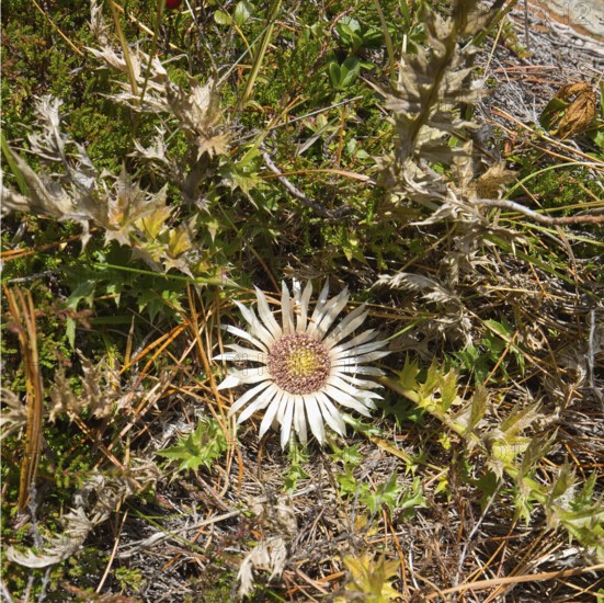 The silver thistle (Carlina acaulis) is a protected plant that is native to the alpine regions of Central and Southern Europe. This one grows in the mountains of Langtaufers in Vinschgau, Italy