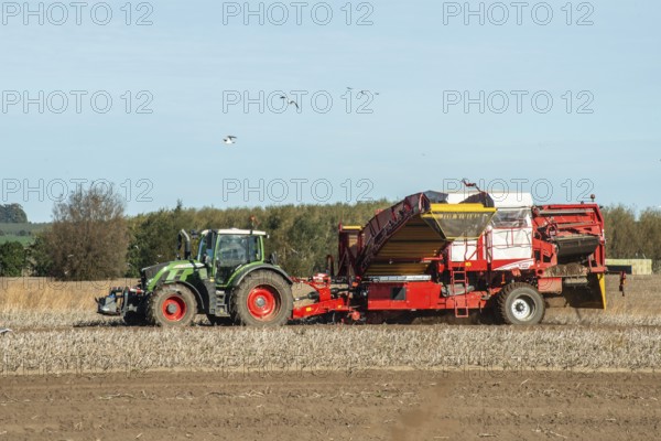 Potato harvesting with tractor-drawn machine in Kabusa, Ystad Municipality, Skåne County, Sweden, Scandinavia