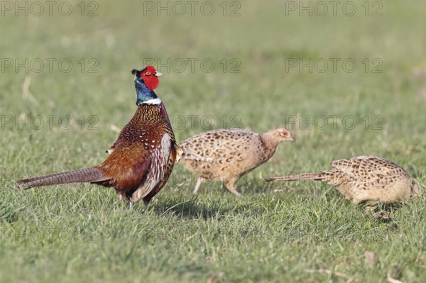 Pheasant, hunting pheasant (Phasianus colchicus), adult male bird with hens in a meadow, wildlife, lembruch, ox moor, Dümmer nature park Park, Lower Saxony, Germany