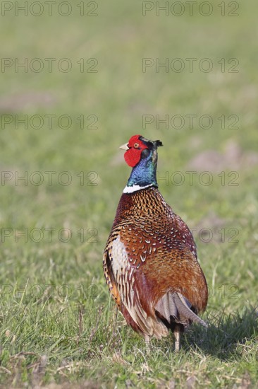 Pheasant, hunting pheasant (Phasianus colchicus), adult male bird in a meadow, wildlife, lembruch, ox moor, Dümmer nature park Park, Lower Saxony, Germany