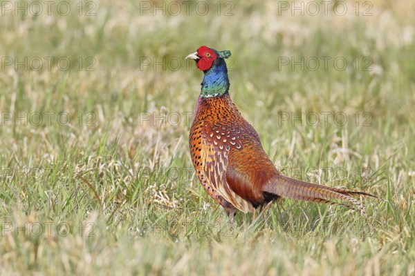 Pheasant, hunting pheasant (Phasianus colchicus), adult male bird in a meadow, wildlife, lembruch, ox moor, Dümmer nature park Park, Lower Saxony, Germany