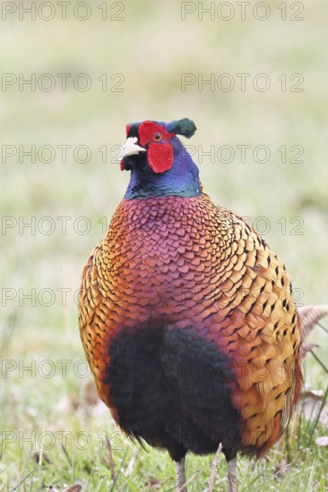 Pheasant, hunting pheasant (Phasianus colchicus), adult male bird in a meadow, animal portrait, wildlife, lembruch, ox moor, Dümmer nature park Park, Lower Saxony, Germany