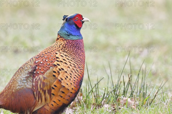 Pheasant, hunting pheasant (Phasianus colchicus), adult male bird in a meadow, animal portrait, wildlife, lembruch, ox moor, Dümmer nature park Park, Lower Saxony, Germany