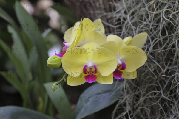 Large yellow Phaleonopsis orchid, flowers, houseplant, Wilnsdorf, North Rhine-Westphalia, Germany