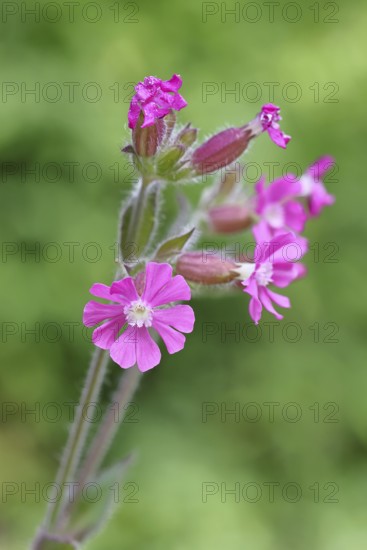 Red carnation (Silene dioica), close-up of a flower in a meadow, Wilnsdorf, North Rhine-Westphalia, Germany