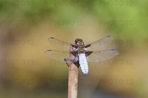 Flat-bellied dragonfly (Libellula depressa), male sitting on a spike in the garden, close-up, Wilnsdorf, North Rhine-Westphalia, Germany